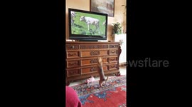 Chihuahua leaps and barks at sight of cows on TV