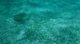 Sea turtle encounter