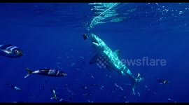 White Shark Eating Bait Underwater