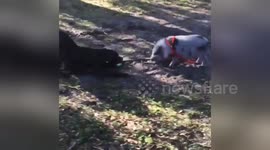 Newsflare Edit - Mini pig and dog playing.