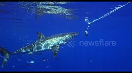 Shark Eats Tuna