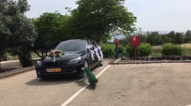 Peacock vs wedding car