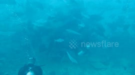 feeding frenzy during Beqa shark dive in Fiji