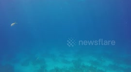 5 meter long Great Hammerhead sharks swims by camera hanging off the side of boat.
