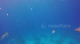 Great Hammerhead shark bites underwater camera