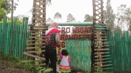 strowberry gardens, suitable sights in the summer, on the slopes of Mount Bromo