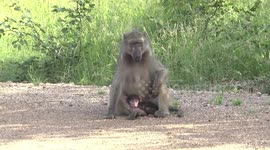 Female Baboon with her cute new baby