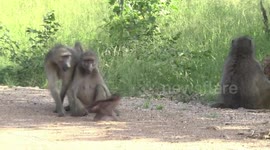 Two female Baboons with a new baby
