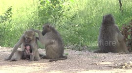 Female Baboons grooming with new baby playing