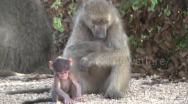 Baby Baboon playing with dry dung