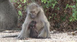 A mother Baboon grooming her new baby