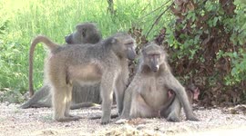 Female Baboons with the dominant male and a new baby