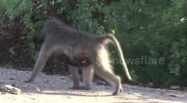 Female Baboon carrying her baby and grooming the dominant male