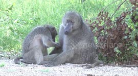 Female Baboon grooming the dominant male with baby playing nearby