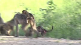 Baboon troop playing together