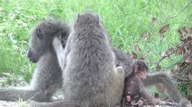 Baby Baboon playing while Mum grooms male - she then foils a kidnap attempt