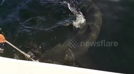 Great white shark bumps into boat with loud thud