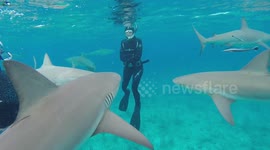 Fancy a dip? Snorkelling with a dozen hungry sharks looks insane