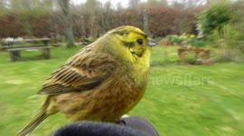 Bird Rescue