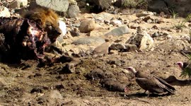 Daring vulture carefully steals quick bite from male lion's kill