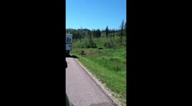 American Bison rolling in dirt by roadside