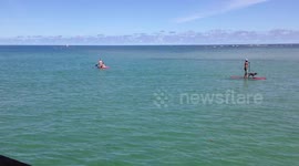 Dog on Stand Up Paddleboard and Jumping Off the Hanalei Pier in Hanalei Bay Kauai