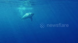 White Shark and Sea lion