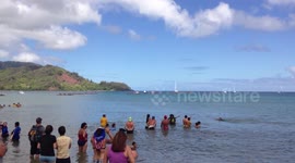 Hanalei Bay Canoe Races Kauai Hawaii