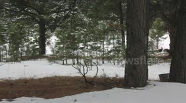 Wild Turkeys in the forest