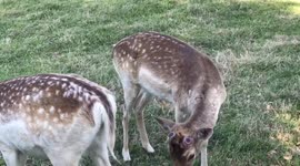 Very Close Animal Encounter in Wildlife Park