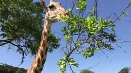 Close Encounter with a Giraffe while eating