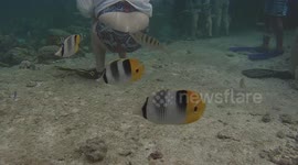 Underwater in Borar Bora with yellow fish and butts
