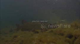 Pike fish searching for a prey