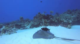 Odd couple: Jack fish and stingray stick side-by-side in ocean