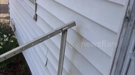 Another Dog Attack, with no bite in Redmont, Oregon