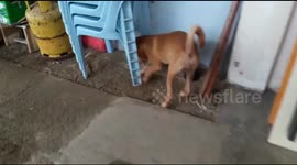 Nasty dog is hiding and burying DONUT!