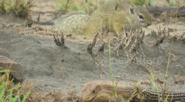 Squirrels and birds happily share rare and healthy snack with big lizard