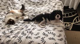 Funny animal video shows Milly the cat pulling Tomie the dog's tail