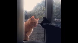 Bully Cat Is Scared Away By Two Brothers