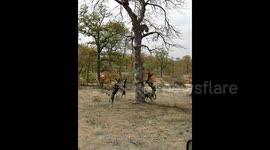 Pack of wild dogs trap snarling leopard in tree in South Africa
