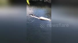 Gator towing a dead gator