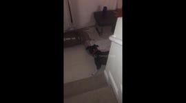 Pit bull is ready for bed