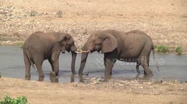 Bull Elephants standing in the river together
