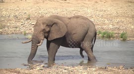 Cop this Bull Elephant bully squirting innocent birds with water!