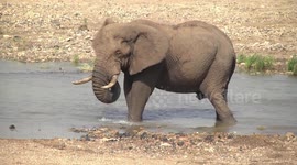 An old Bull Elephant in the river - drinking, washing then leaving