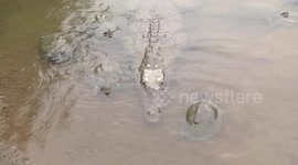Terrapins and crocodile together at pond edge - hoping to be fed