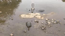 Amazing - a calm crocodile and terrapins together at pond edge - no biting!