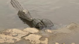 Terrapins nearly get into a crocodile's mouth as they rush for food!