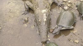 Brave terrapin steals food from crocodile