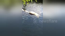 Bizarre moment alligator tows dead alligator in Florida swamp